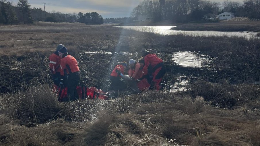 Dois golfinhos ficam presos em lamaçal e são resgatados em operação nos EUA