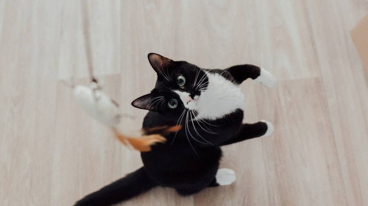 Você não deve usar as mãos e os pés para brincar com o seu
gato