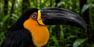 Mais de 450 animais são resgatados e salvos na BR-040