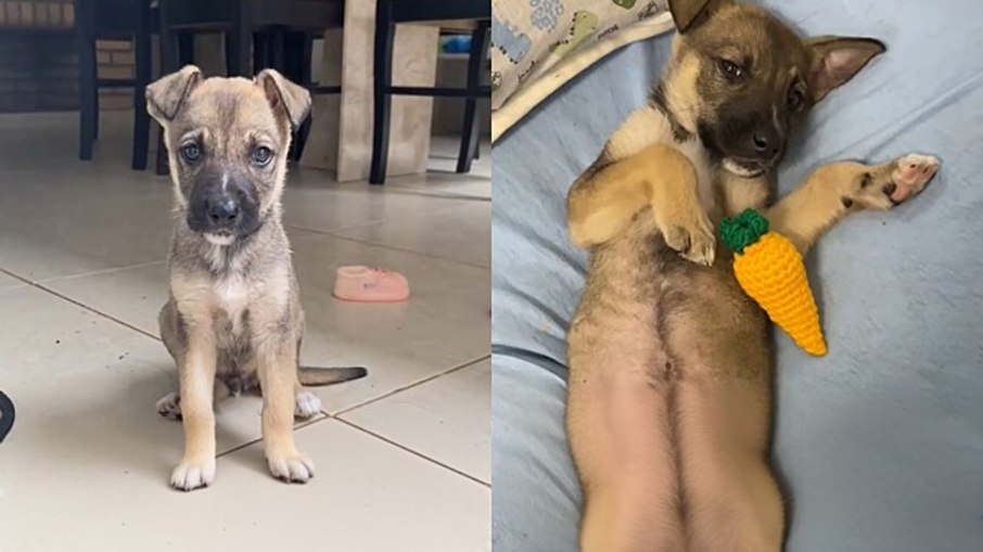 Cão adotado como pequeno vira gigante de 32 kg Cão adotado como pequeno vira gigante de 32 kg