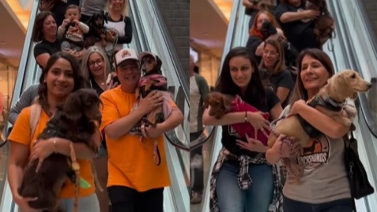 Encontro reúne mais de 100 cães da raça Dachshund para quebrar recorde