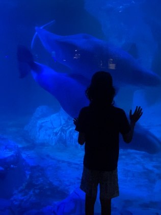 criança encantada com as belugas