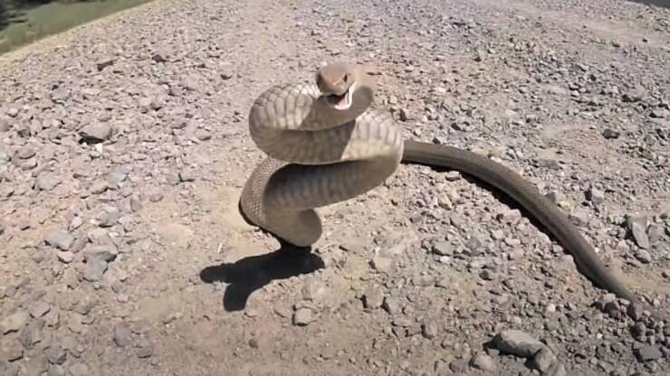 Australiana chama resgate para capturar cobra de borracha