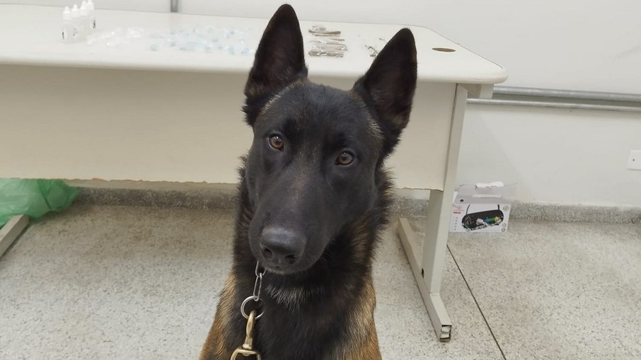 Cão policial K9 Colt deu apoio na operação contra o tráfico de drogas Cão policial K9 Colt deu apoio na operação contra o tráfico de drogas