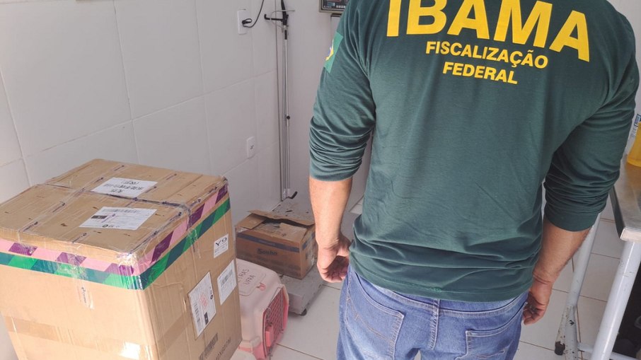 Os pacotes foram abertos por fiscais da Divisão de Proteção Ambiental do Ibama no Pará Os pacotes foram abertos por fiscais da Divisão de Proteção Ambiental do Ibama no Pará