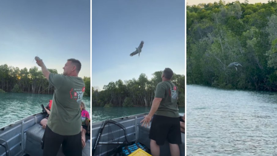 Águia impressiona ao agarrar peixe lançado no ar Águia impressiona ao agarrar peixe lançado no ar