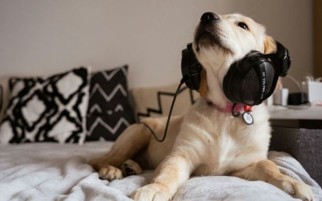 Sons dos eletrônicos podem danificar audição dos pets