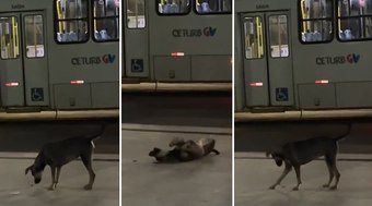 Cachorra brinca com inseto em terminal de ônibus e vídeo viraliza