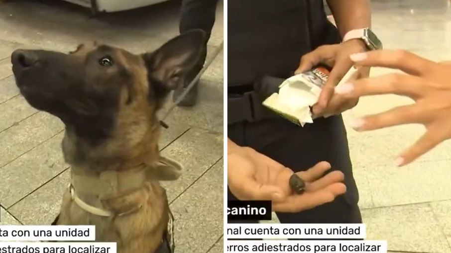 Cão farejador encontra haxixe ao vivo durante reportagem na TV Cão farejador encontra haxixe ao vivo durante reportagem na TV