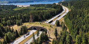 Ponte ecológica em Washington já salvou mais de 10 mil animais