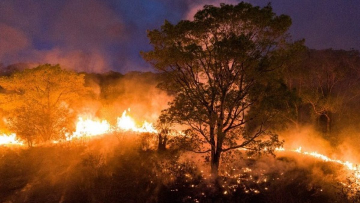 Pantanal já registrou 736 focos de incêndio em setembro de 2024