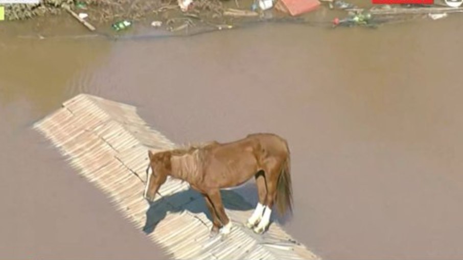 Cavalo fica ilhado em cima do telhado no Rio Grande do Sul; veja vídeo