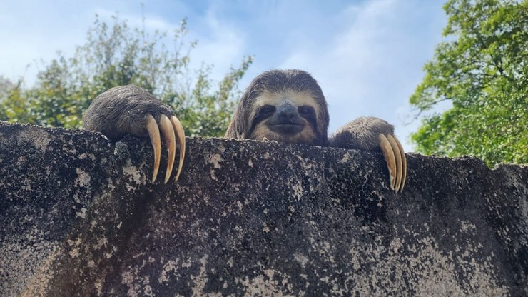Bicho-preguiça é resgatado em área urbana de Louveira