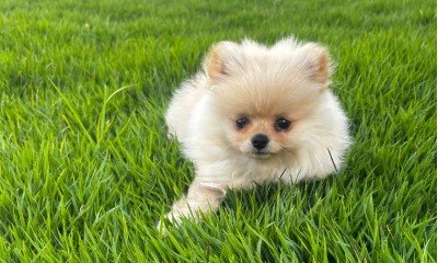 Vídeo mostra resgate desesperado de cachorro em meio a tornado