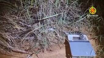 Policiais confundem píton com jiboia e soltam serpente na mata