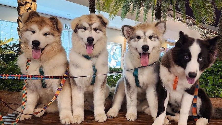 Os cães são habituados à convivência com o público, por terem sido socializados desde filhotes