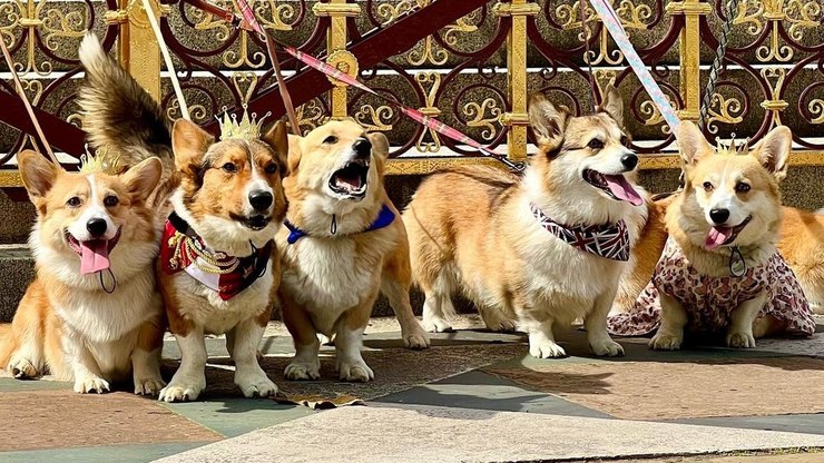 Tutores de Corgi e fãs de Elizabeth II se reúnem em homenagem à rainha