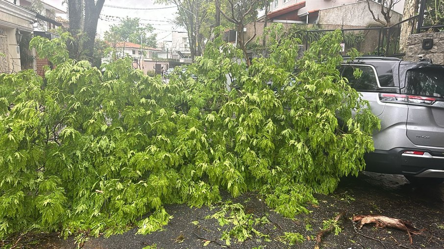 Árvore caí e bloqueia rua