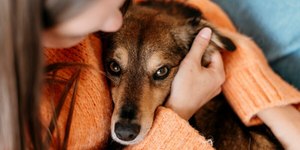 Como ajudar cachorros com medo de chuva: guia para proteger o amigo de quatro patas