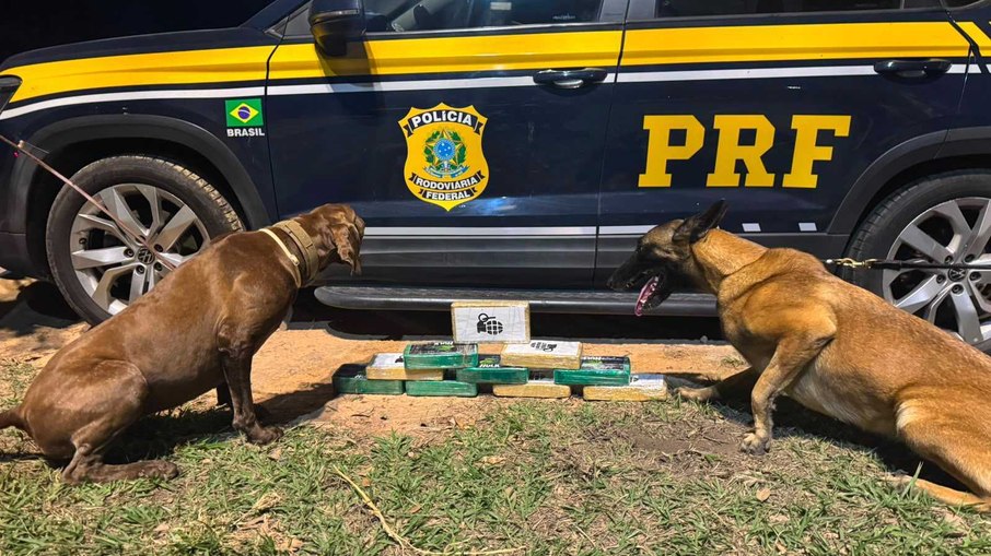 Cães acham droga na Dutra Cães acham droga na Dutra