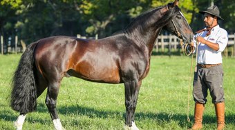 Conhe%C3%A7a%20o%20cavalo%20Crioulo%2C%20avaliado%20em%20R%24%202%2C5%20milh%C3%B5es