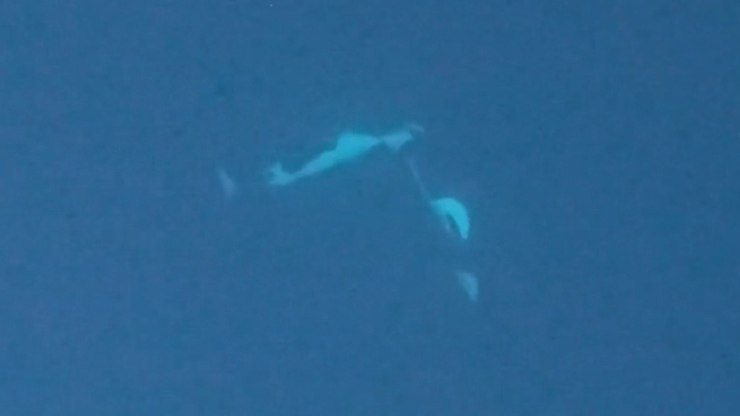 Orcas selvagens são flagradas em interação inusitada