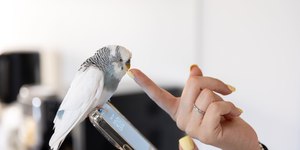 Como socorrer um pássaro ferido corretamente