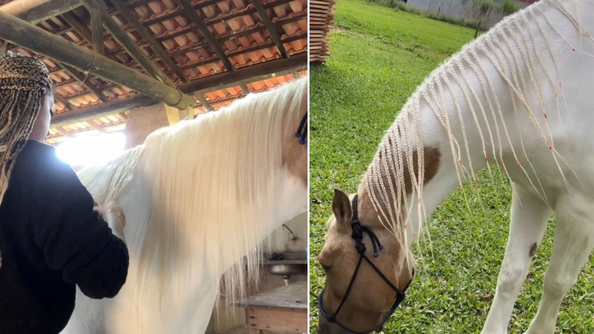 Égua ganha tranças na crina feitas por trancista
