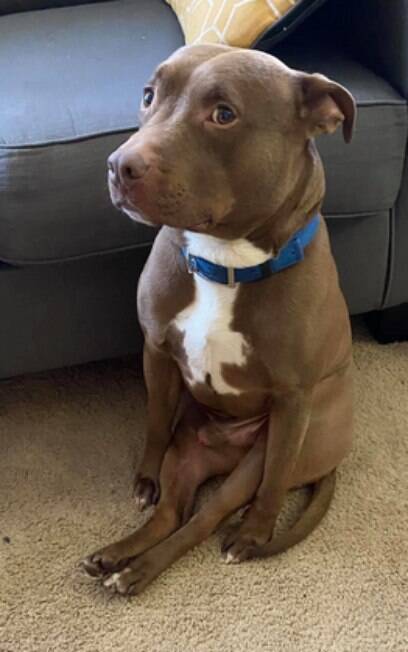 Fotos de cão sentando como um humano viralizam no Twitter