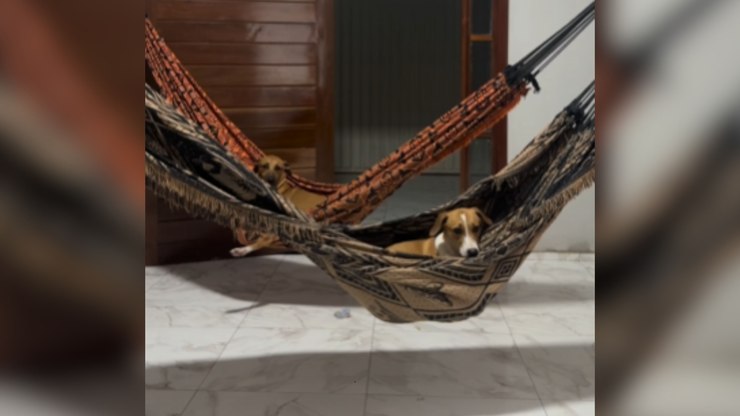 Cachorros caramelo viralizam ao relaxar em rede