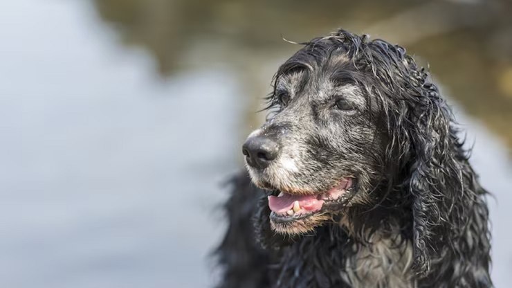 Dia Mundial do Cão: por que os cães estão vivendo mais?