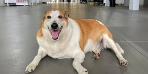 Silveira, o cão famoso da UFSM, ganha lar após dez anos