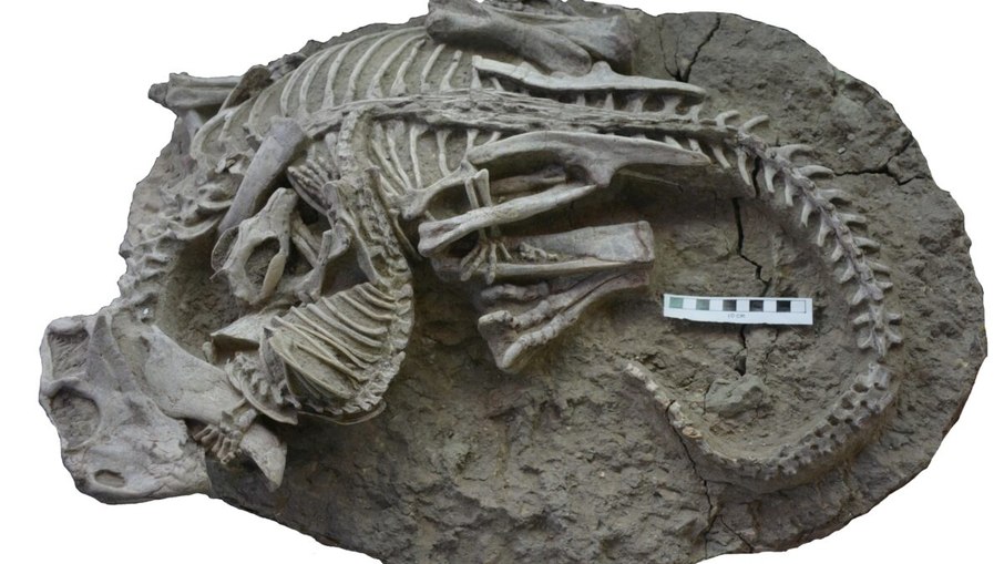 Cientistas encontram fóssil de mamífero atacando dinossauro