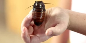 Mulher tenta queimar barata, fogo se espalha e mata vizinha