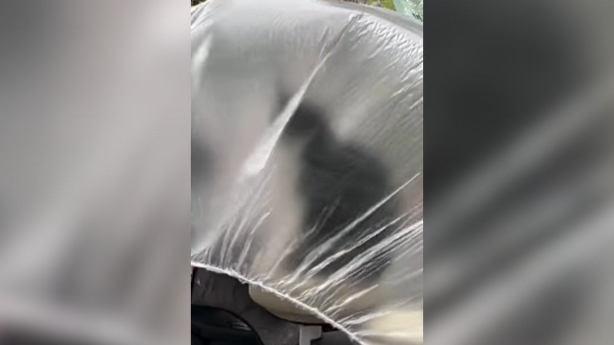 Gatinho 'motociclista' viraliza ao posar em cima da moto