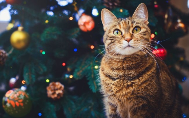 8 dicas para evitar que o gato destrua a árvore de Natal