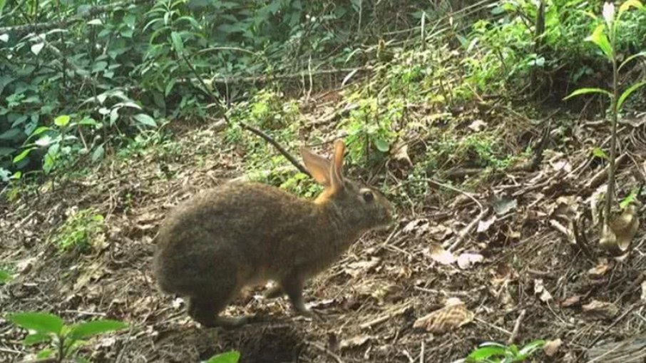 Câmera flagrou o coelho nas montanhas Câmera flagrou o coelho nas montanhas