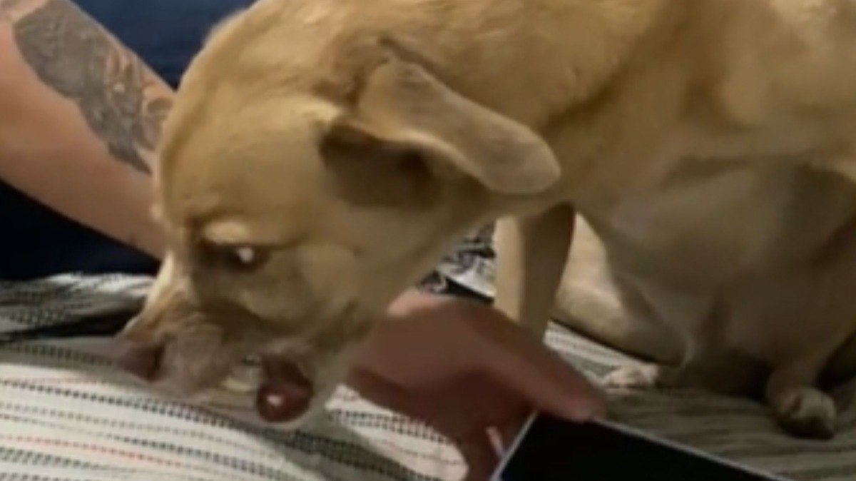 Cão invade casa, rouba brinquedo erótico do tutor e diverte web