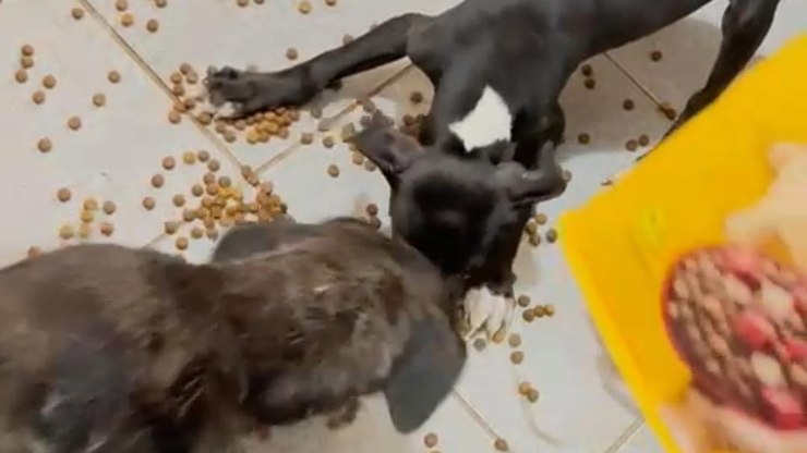 Polícia Ambiental e Zoonoses resgatam cães abandonados em apartamento de Araçatuba