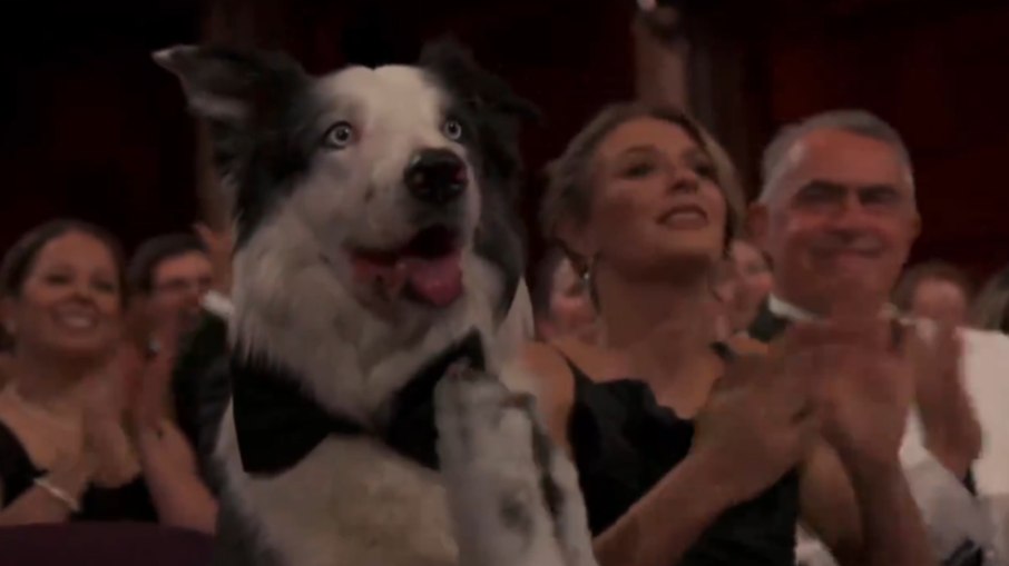 Cachorro destaque do Oscar vai 'entrevistar' famosos em Cannes; entenda