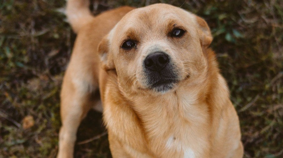 Os vira-latas são cães muito amados pelos brasileiros, embora muitas pessoas ainda prefiram adotar cães de raça