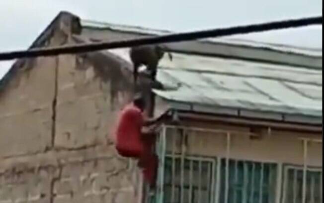 Macaco derruba homem de casa no Quênia