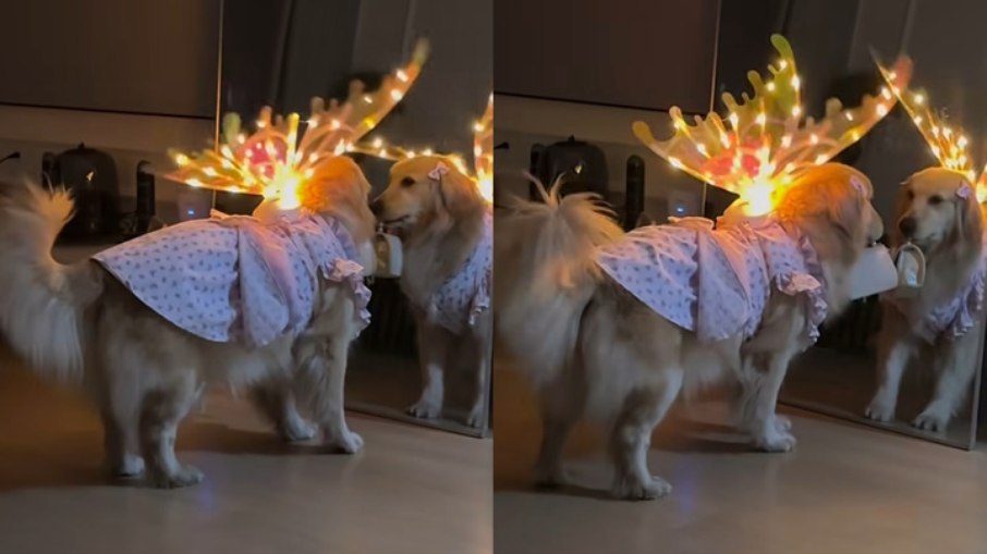 Cadela se impressionou com acessório ao se olhar no espelho Cadela se impressionou com acessório ao se olhar no espelho