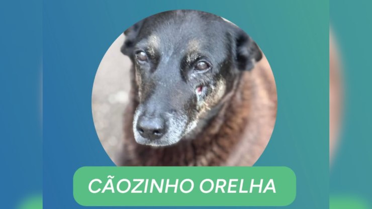 Famosos pedem justiça por cachorro morto após agressão em praia