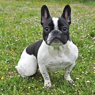 Bulldog Francês - undefined