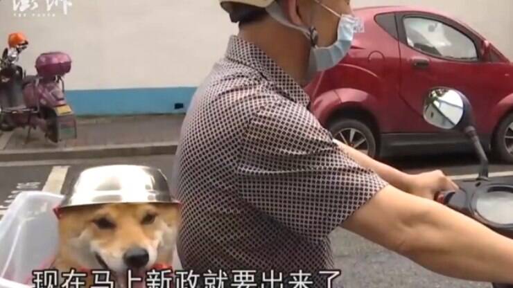 Esse cão passeando de moto com capacete é a cena mais fofa que você vai ver