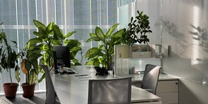 É verdade que plantas dentro de casa purificam o ar?
