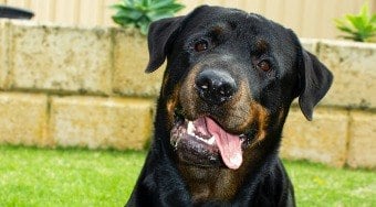 Você sabe por que os pets fazem carinhas irresistíveis? Veja