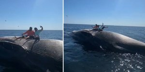 VÍDEO: pescadores bêbados sobem em baleia morta