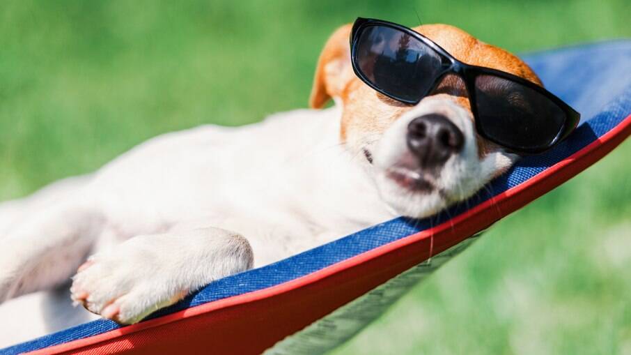 Passar protetor solar no cachorro é muito importante para garantir a saúde dele